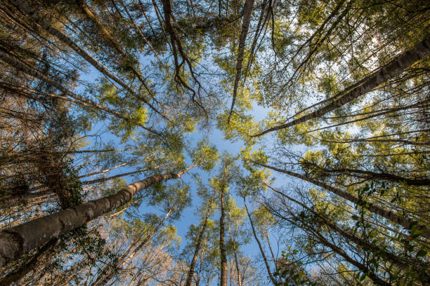 istock Looking up in the treetops during the hot spring day. 1192327982