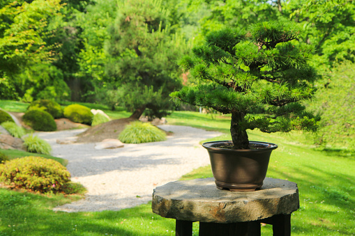 A picture from the part of the botanical garden, which is made in Japanese style.