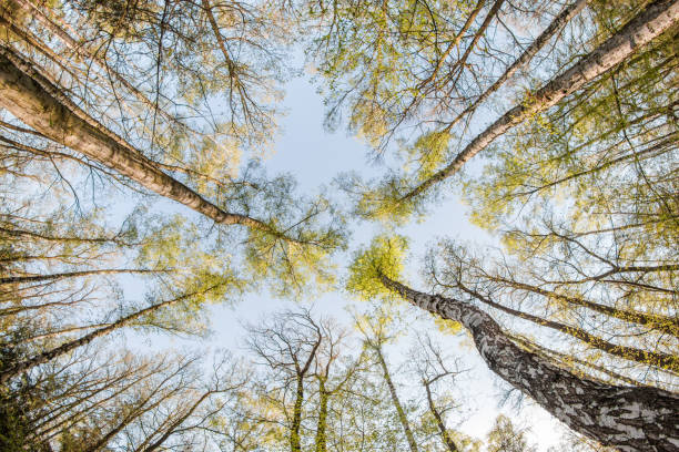 istock Looking up in the treetops during the hot spring day. 1192328980