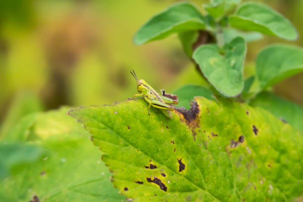 istock Grasshopper Nymph on Leaf in Summer 1192329812