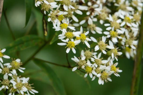 Flat-Topped White Aster Flowers in Bloom stock photo