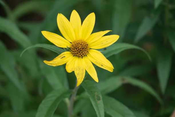 istock Wild Sunflower in Bloom in Summer 1192330100