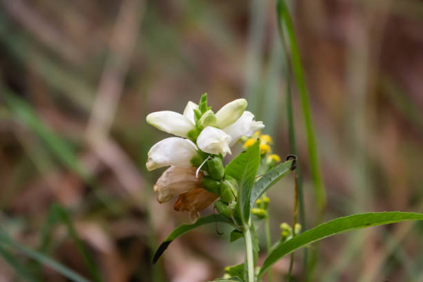 White Turtlehead Flowers in Bloom in Summer
