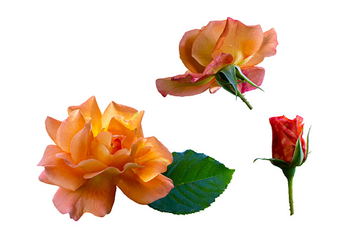 Set of three beautiful light orange roses Westerland isolated on white background. One rose is with green leaf.