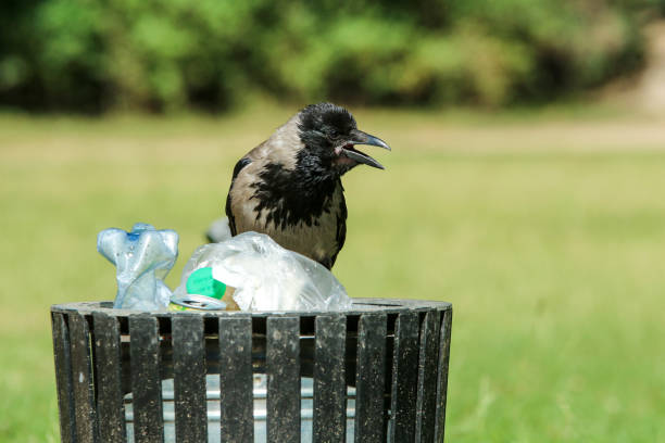 istock a hungry crow eating garbage from a trash bin 1192331861