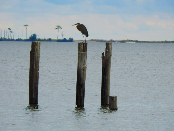 istock Great Blue Heron Standing on Wood Post 1192332028