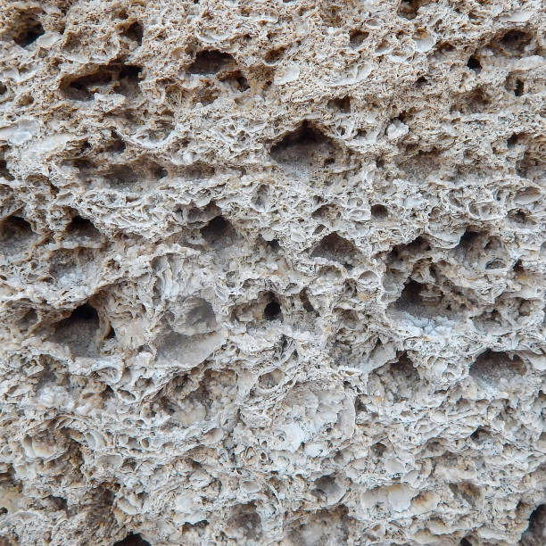 The texture of the coquina macro photo. Beautiful natural background natural shell rock close-up. Spongy structure of the surface of the stone rock shell.