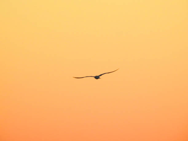 Bird Flying in Orange Yellow Sunset Sky