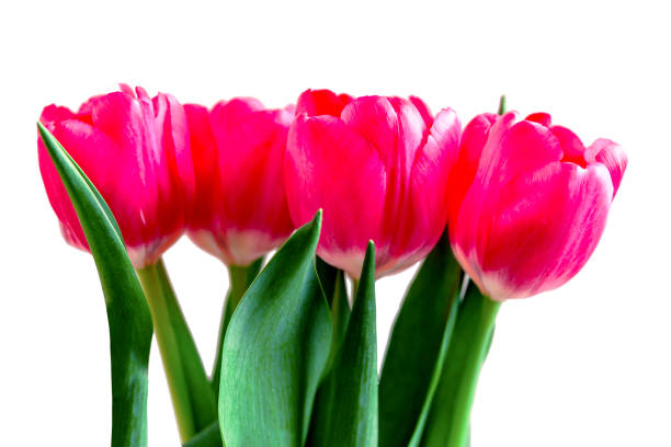 istock Almost open tulips on a white background. Close-up. 1192332236