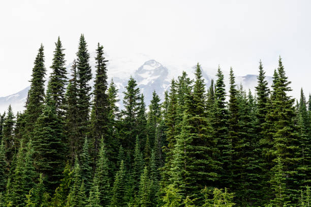 istock Pine Trees Cover the Front of Mount Rainier 1192332350