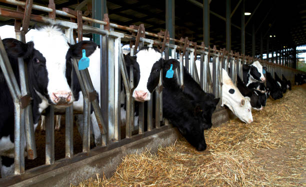Cows farm kibbutz, Israel Spring Feeding Cows