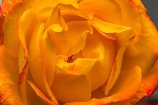 Orange Pinata Climbing Rose Blooming Macro Bellevue Washington State. Last rose of fall.