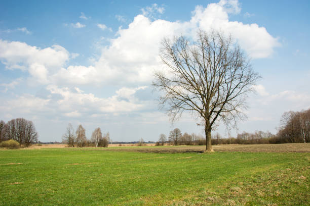 istock Oak tree without leaves on a meadow, horizon and clouds in the sky 1192335729