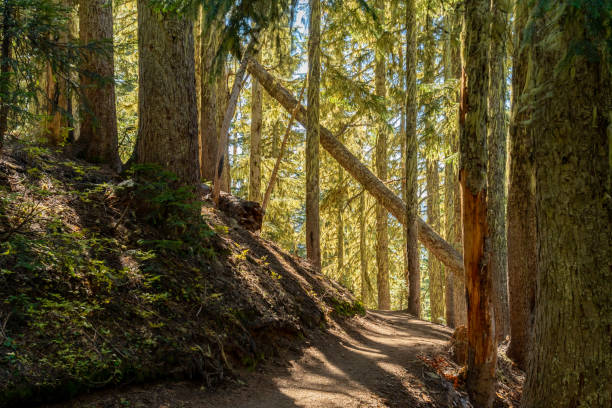 Sunny Afternoon Through Mossy Pine Forest Sunny Afternoon Through Mossy Pine Forest in Washington mt rainier national park stock pictures, royalty-free photos & images