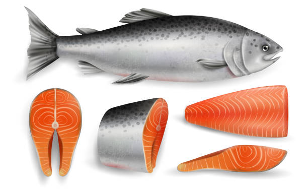 연어 붉은 물고기, 벡터 현실적인 고립 된 그림 - fillet stock illustrations