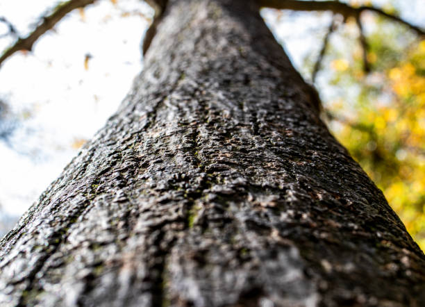 écorce brune et altérée d'arbre avec l'avant et le fond brouillés - plan rapproché - lumber industry timber tree redwood photos et images de collection