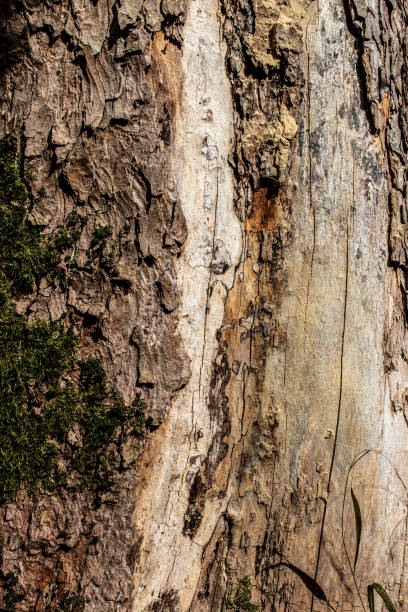 vue de plan rapproché sur l'écorce brune d'un arbre - lumber industry timber tree redwood photos et images de collection