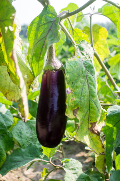 istock Brinjal, Eggplant stock photo 1192345005