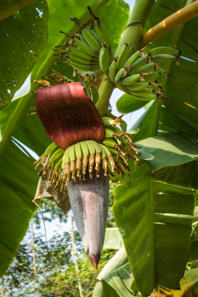 Banana blossom and bananas on tree.