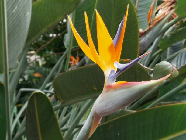 istock Bright bird of paradise 1192346991