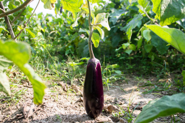 istock Brinjal, Eggplant stock photo 1192347012
