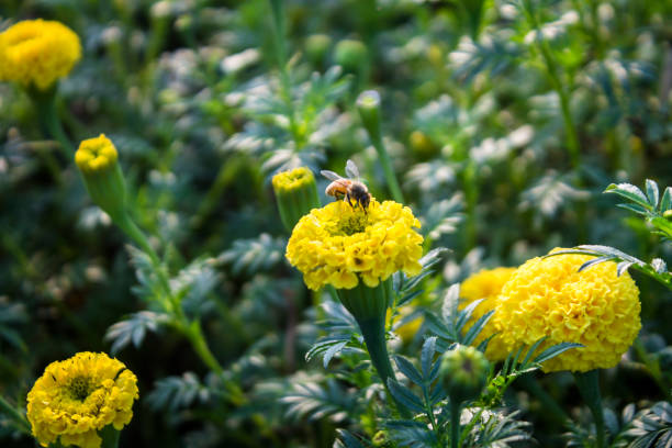 a widely distributed weed of the daisy family, with a rosette of leaves, bright flowers followed by globular heads of seeds with downy tufts