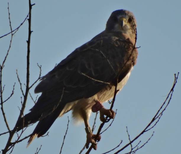 istock Northern California Swainson's Hawk 1192348645