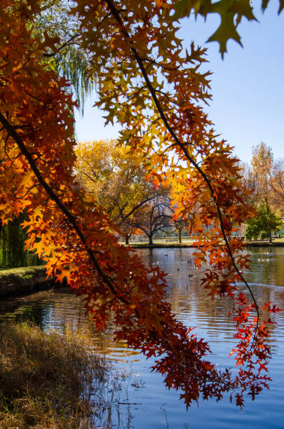 istock yellow autumn leaves on trees branches oak tree 1192348757