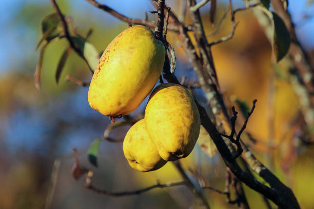 Pictured the chinese quinces tree bearing fruit.