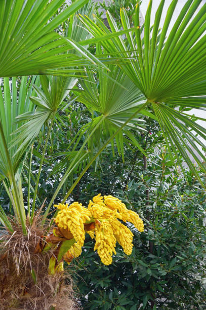 istock Fan palm tree with leaves and flowers 1192353939