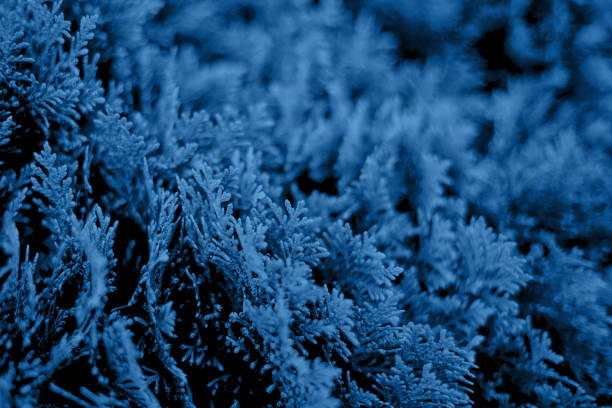 Blue christmas leaves of Thuja trees background Closeup of Beautiful blue christmas leaves of Thuja trees on black background. Color trend concept 2020. chinese arborvitae stock pictures, royalty-free photos & images