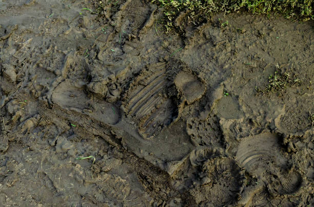 istock Footprints in mud. Footprints and traces in wet brown mud 1192357718