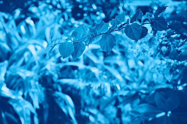 istock Blue leaves in the rainforest. 1192359650
