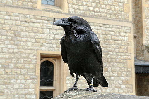 A portrait picture of the London Tower´s raven.