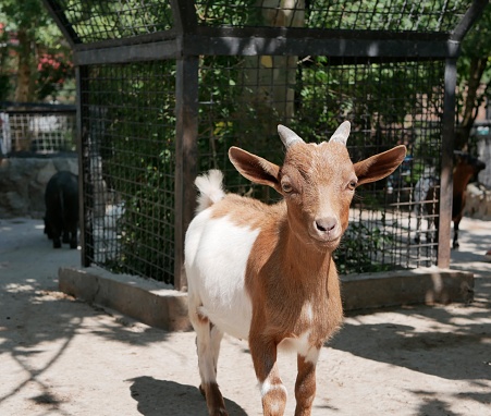 A small young white-brown goat with short horns stands against the background of a tree surrounded by an iron fence on a Sunny summer day, ears spread wide.