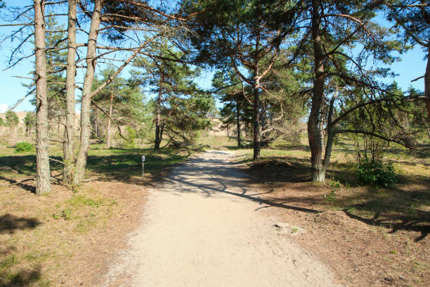 A picture from the Curonian Spit (Kursiu Nerija) National Park in Lithuania. The footpath in the forest near the dunes.