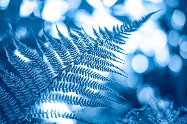 istock Natural floral blurred fern background. 1192360459