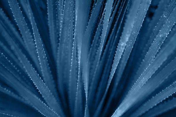istock Selective focuse aloe close up background 1192360470