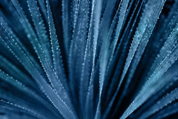 Selective focuse aloe close up background