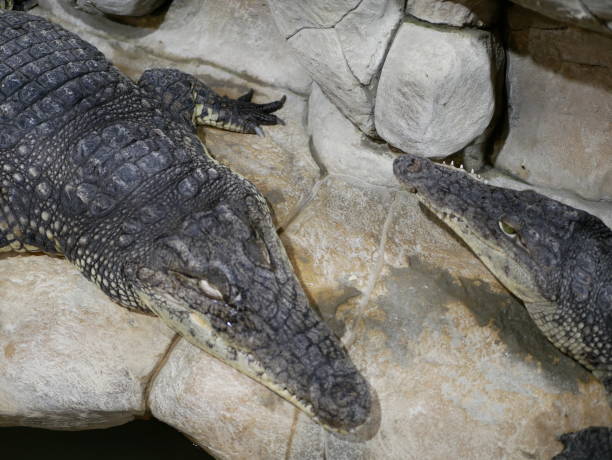 istock Two crocodiles with big sharp teeth and open eyes lying in a terrarium waiting for food. 1192360496