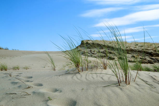 istock the Curonian Spit (Kursiu Nerija) National Park 1192360498