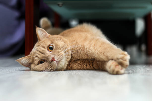 istock A cute tabby cat is relaxing and is very adorable. 1192360874