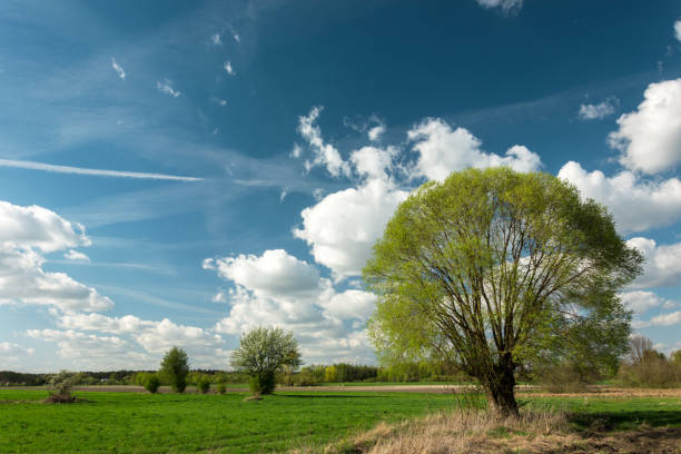 istock A large willow growing in a field and white clouds on a blue sky 1192361725