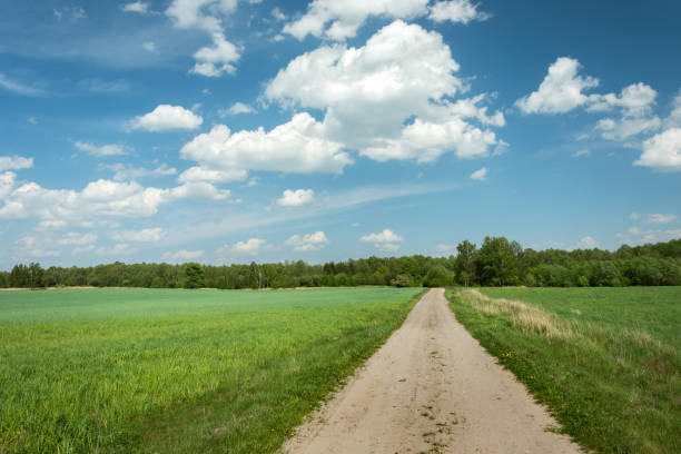 istock Straight road through green fields to the forest 1192361860