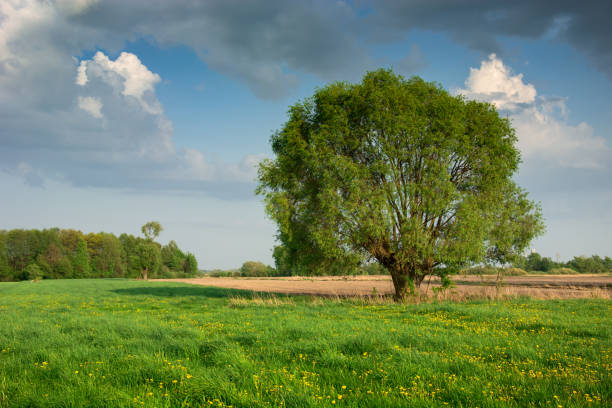 istock Large willow tree growing on a green meadow with yellow flowers 1192361930