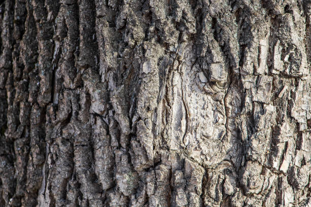 istock Natural wood texture close up 1192363571