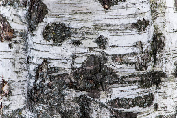 istock Natural wood texture close up 1192363587