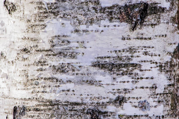 istock Natural wood texture close up 1192363624