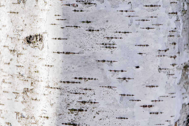 istock Natural wood texture close up 1192363628