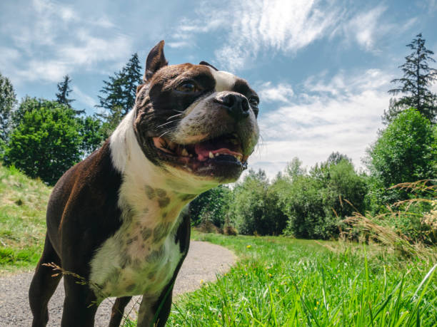 Off Leash Boston Terrier Dog on Walking Path at Green Park Happy puppy walking along park trail on sunny day bounce off stock pictures, royalty-free photos & images